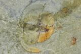 Lloydolithus Trilobite - United Kingdom #115236-2